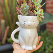Load image into Gallery viewer, Sweetie Cat Planter
