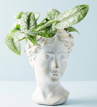 Load image into Gallery viewer, Grecian Bust Planter
