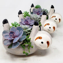 Load image into Gallery viewer, Sloth Succulent Arrangement