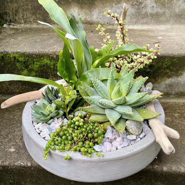 Spruce Up Your Space with These Stylish Succulent Planter Pots