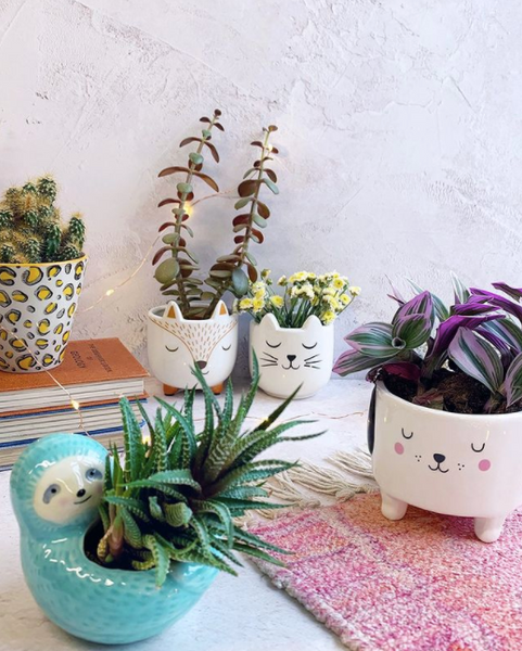 Things you can do to help your succulents thrive!