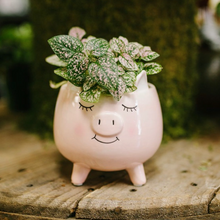 Load image into Gallery viewer, Ceramic Pig Planter Pot
