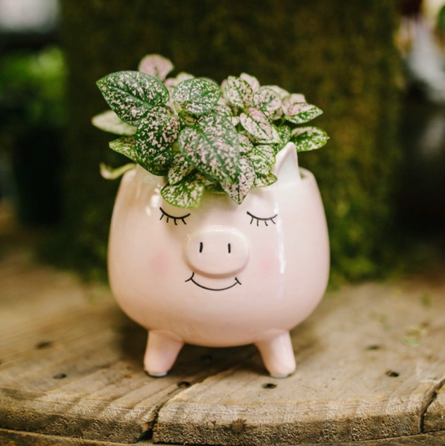 Ceramic Pig Planter Pot