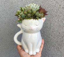 Load image into Gallery viewer, Sweetie the Cat Planter

