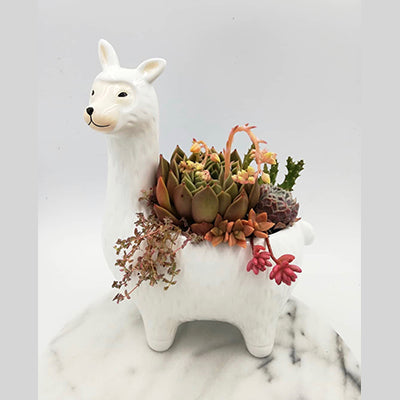 Lama Planter with a Succulent Arrangement