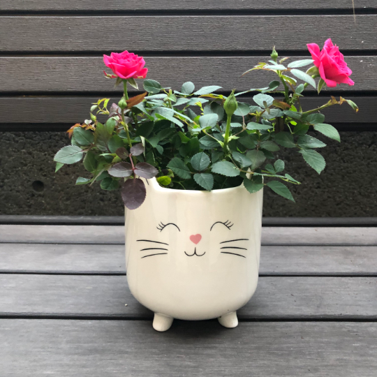 White Cat Planter Pot for Succulents
