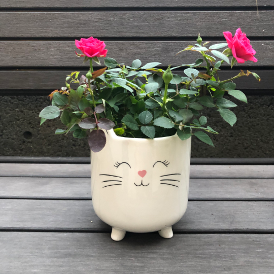 cat succulent pot White Cat Planter Pot for Succulents